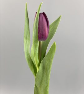 Tulip purple – Flower shop STUDIO Flores