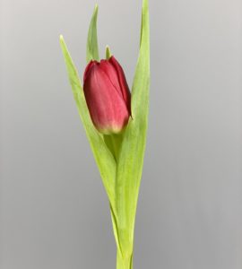Tulip red