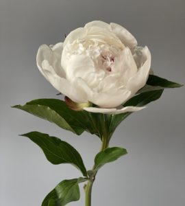 Peony white – Flower shop STUDIO Flores