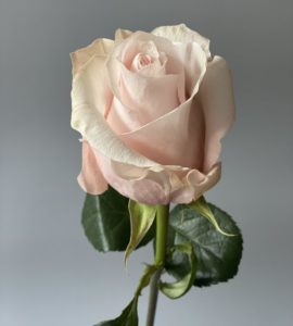 Троянда Помороса – Інтернет-магазин квітів STUDIO Flores