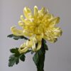 Хризантема Вієна Жовта