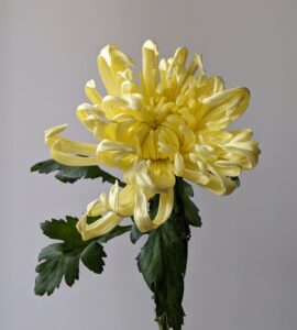 Chrysanthemum Vienna Yellow