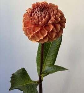 Георгина оранжевая – Интернет-магазин цветов STUDIO Flores