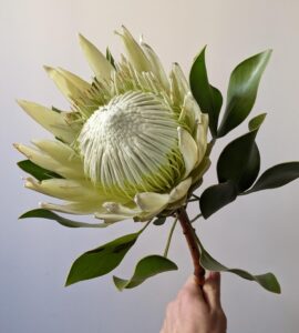 Протея королевская белая – Интернет-магазин цветов STUDIO Flores