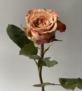Троянда Каппучіно