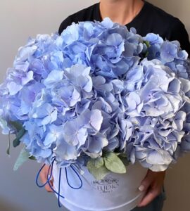 Bouquet of five blue hydrangeas in a box