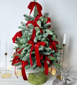 Picea Nobilis with red bows